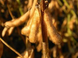 detalle de la vaina de soja en la plantación del campo foto