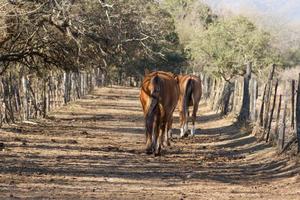 caballos que corren libres por el campo foto