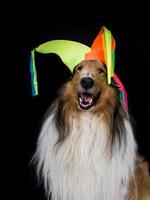 portrait of a long-haired collie with a harlequin hat photo