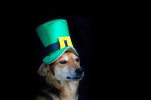 portrait of a mongrel dog with st patricks day hat photo
