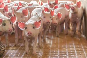 industrial pigs hatchery to consume its meat photo