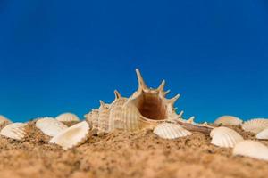 minimalist background representing the summer with snails clams goggles and sand on celestial photo