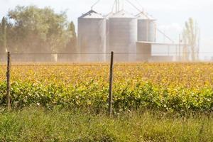 Soybean plantation in the field with defocused silos in the background photo
