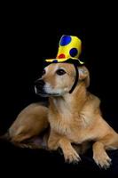 portrait of mongrel dog with yellow hat with colorful polka dots photo