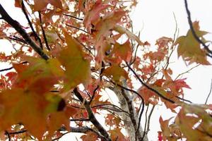 green yellow and red autumn leaves under the rain photo