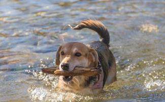 perro mestizo nadando alegremente en el arroyo con el palo en la boca foto