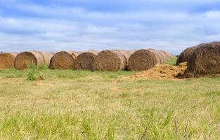 landscape with rolls of alfalfa in the field photo