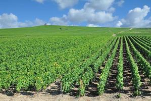 Paisaje de viñedos cerca de epernay, región de Champagne, Francia foto