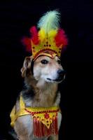 Portrait of a dog dressed for carnival, with feathers, sequins and glitters photo