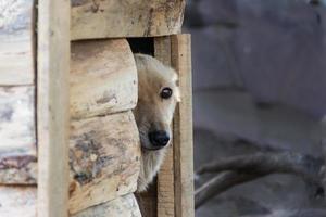 perro mestizo asomando la cabeza por la puerta de su caseta de madera foto