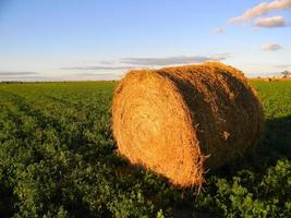 rollos de alfalfa en el campo argentino en otoño foto