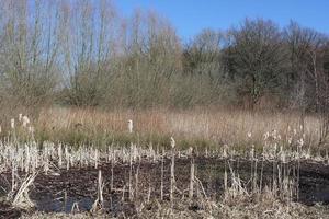 wetland area in Bergische Heideterrasse region,Langenfeld,Rhineland,Germany photo