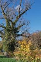 autumnal Landscape at River Wupper,Bergisches Land,Germany photo