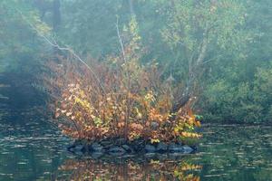 autumn morning with fog in Ohligser Heide Nature reserve,Bergisches Land,Germany photo