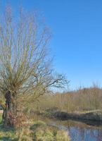 pollard willow tree at Nette River,Schwalm-Nette Nature Park,lower Rhine region,Germany photo