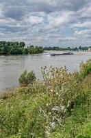 Cardo de algodón o cardo escocés --onopordum acanthium-- en el río Rin, Alemania foto
