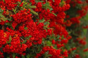 arbusto ornamental de bayas rojas en otoño con gotas de lluvia foto