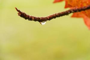 gotas de agua suspendidas de la rama del árbol foto