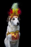 Portrait of a dog dressed for carnival, with feathers, sequins and glitters photo