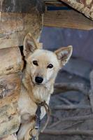 mongrel dog poking his head out the door of his wooden doghouse photo