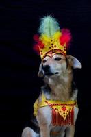 Portrait of a dog dressed for carnival, with feathers, sequins and glitters photo