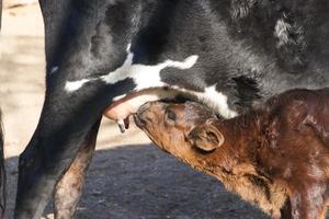 becerro envió leche de la vaca en el campo foto