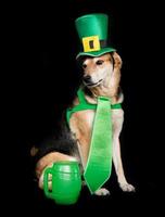 portrait of a mongrel dog in saint patrick's clothes and a mug of beer photo