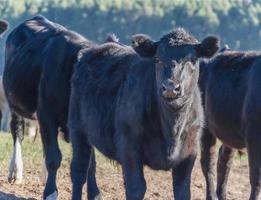 portraits of black cows grazing in the Argentine countryside photo