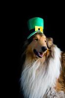 portrait of a Rough Collie dog with saint patrick's day top hat photo