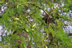 fruto verde de la acacia en verano foto