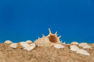 minimalist background representing the summer with snails clams goggles and sand on celestial photo