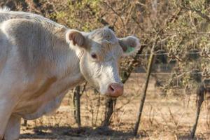 portrait of dairy cow sitting in the field photo