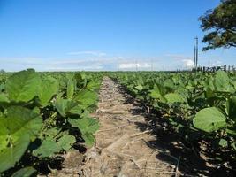 green soybean plantation in the field photo