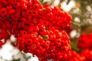 ornamental shrub of red berries in autumn with raindrops photo