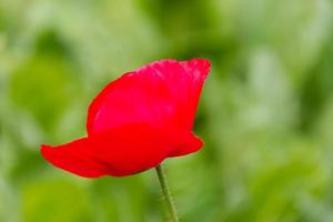 detail of the red poppy floret in the spring photo