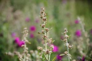 wild flowers in the flowered meadow photo