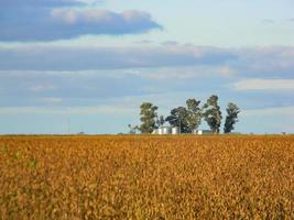 field landscape with mature soybean plantation photo