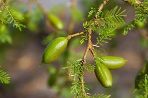 green fruit of the acacia in summer photo