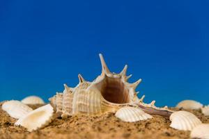 minimalist background representing the summer with snails clams goggles and sand on celestial photo