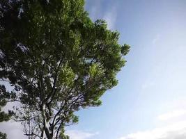 árvore frondosa soprada pelo vento. video