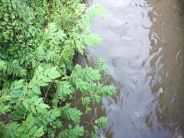 plantes le long des rivières asiatiques tropicales. video