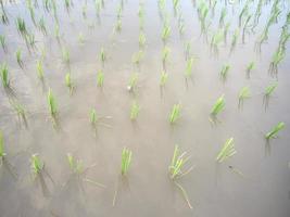 arroz recém-plantado na Ásia tropical. video