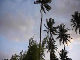 sunset on the beach with coconut trees and cloudy clouds. video