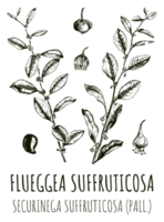 tekeningen van flueggea suffruticosa. hand- getrokken illustratie. Latijns naam beveiligd suffruticosa . png