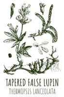 disegni di conico falso lupino . mano disegnato illustrazione. latino nome thermopsis lanceolata. png
