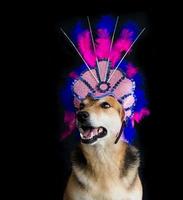 retrato de un perro vestido de carnaval, con plumas, lentejuelas y brillos foto