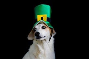 retrato de un perro mestizo con sombrero del día de San Patricio foto