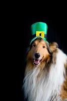 portrait of a Rough Collie dog with saint patrick's day top hat photo