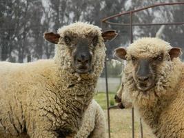 sheep farm in pampas argentina, province of santa fe photo