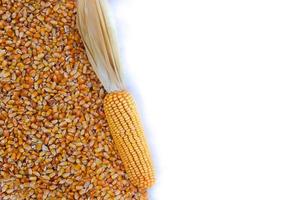 fondo con textura de granos de maíz y lugar para texto